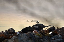 湖,石头,鸟