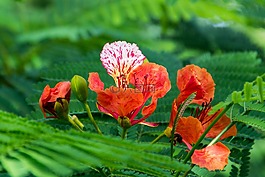 花,綠色,自然