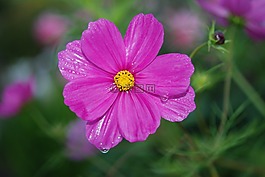 花,粉紅色,玫瑰