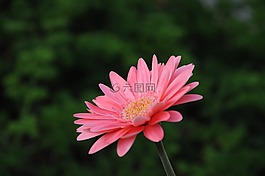 非洲viridifolia,多年生的植物,花