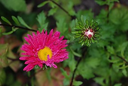 花,芽,粉紅色