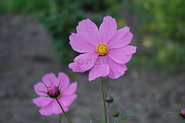 宇宙,鲜花,粉红色