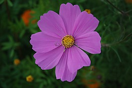 宇宙,花,粉红色