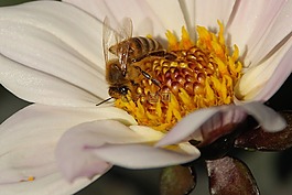 花動物,黃蜂,葉