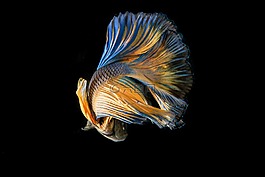 魚,斗魚,黑色背景