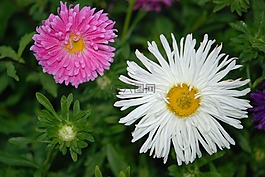 鮮花,菊花,白