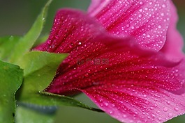花,粉紅色,玫瑰