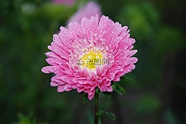 花,粉红色,玫瑰