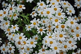 花,花束,白?？?/>
                            </a>
                            <div   id=
