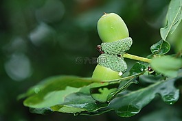橡子,堅(jiān)果,綠色