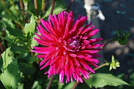 銀蓮花,花,開花