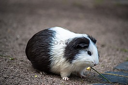 更多的豬肉,毛皮,耳朵