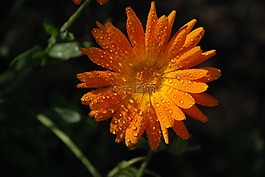 花,花束,葉