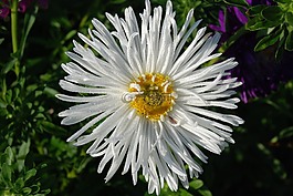 花,花束,白葉性質(zhì)