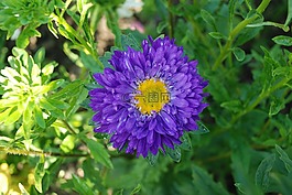 花,花束,葉