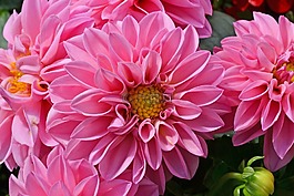 娇琴纱,粉红色的花,georgine