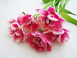 郁金香花束,粉紅色,切花