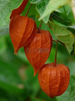 lampionblume,酸漿,觀賞植物