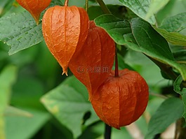 lampionblume,酸漿,觀賞植物