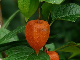 lampionblume,酸漿,觀賞植物