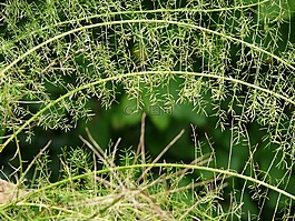 文竹,蘆筍densiflorus,觀賞植物