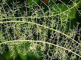 文竹,蘆筍densiflorus,觀賞植物