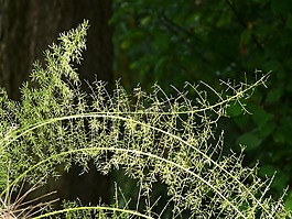 文竹,蘆筍densiflorus,觀賞植物