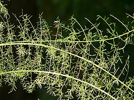 文竹,蘆筍densiflorus,觀賞植物