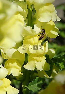 蜜蜂,植物區(qū)系,花