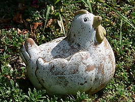 雞,花園,數(shù)字