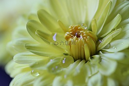 花,露水,黃色
