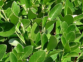 真正的桂冠,廠,laurus扇貝