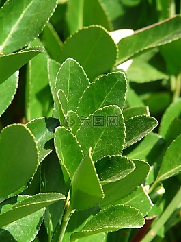 真正的桂冠,廠,laurus扇貝