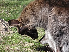 袋鼠,動(dòng)物園,青年