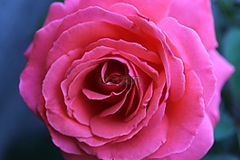 玫瑰,粉紅色,花