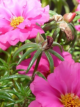 蓮,portulakgewaechs,portulacaceae