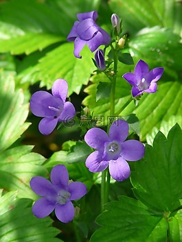 桔梗,花,開花