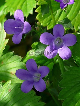 桔梗,花,開花