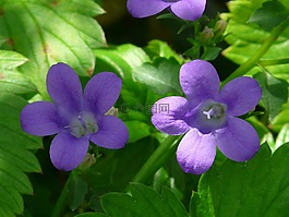 桔梗,花,開花
