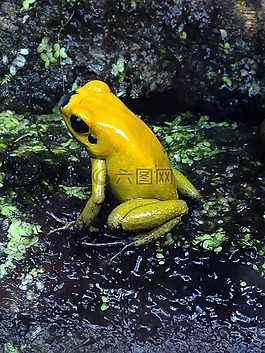 青蛙,自然,動物