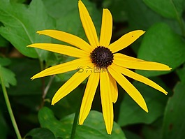 普通sonnenhut,花,开花