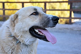 狗,牧羊犬,寵物