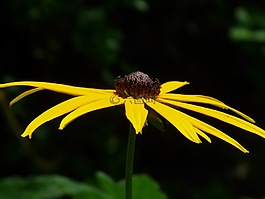 普通sonnenhut,花,开花