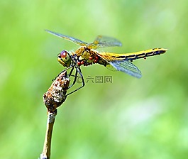 蜻蜓,昆蟲,宏