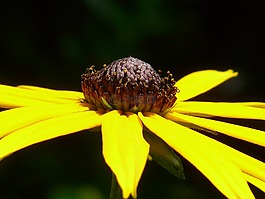 普通sonnenhut,花,开花
