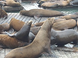 海豹,海象,灣