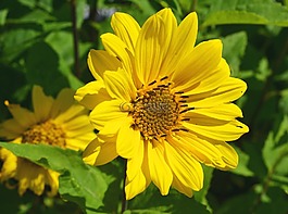 開(kāi)花,黃色,復(fù)合材料