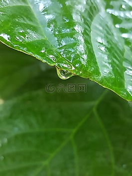 雨,葉,水