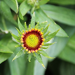 花,黃色紅色,開花