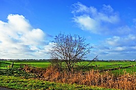 樹,草甸,農(nóng)村